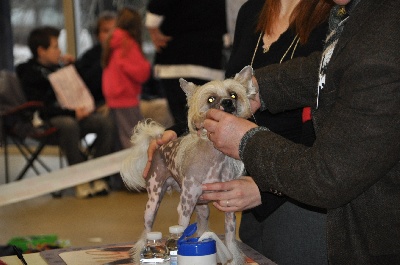 des Gardiens des Elfes - paris dog show