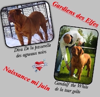 des Gardiens des Elfes - Gestation confirmée 