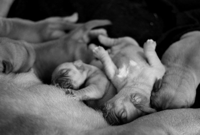 des Gardiens des Elfes - les bébés à 5 jours