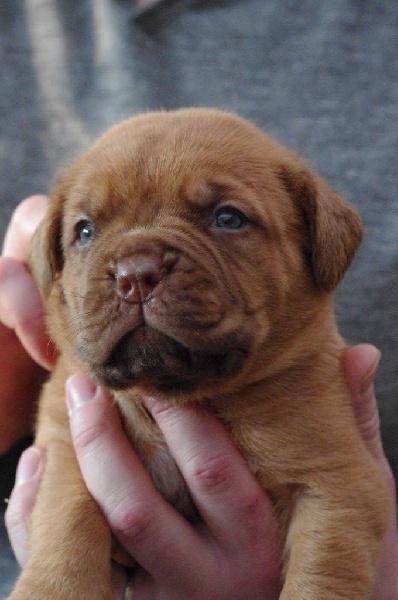 des Gardiens des Elfes - Dogue de Bordeaux - Portée née le 09/11/2016