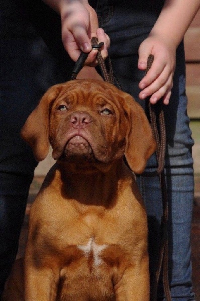 des Gardiens des Elfes - Dogue de Bordeaux - Portée née le 28/05/2016
