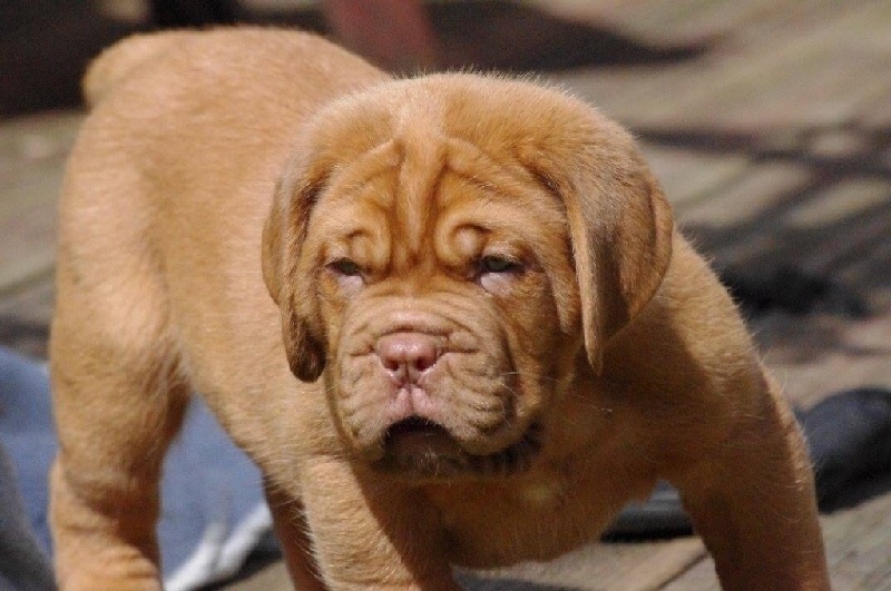 des Gardiens des Elfes - Dogue de Bordeaux - Portée née le 18/05/2016