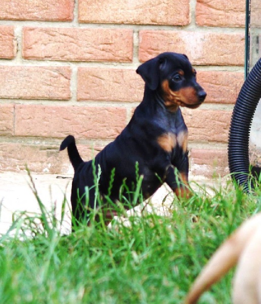 des Gardiens des Elfes - Pinscher nain - Portée née le 03/06/2013